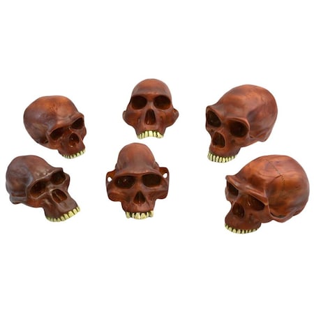 Model Prehistoric Man Skull - Set Of 6